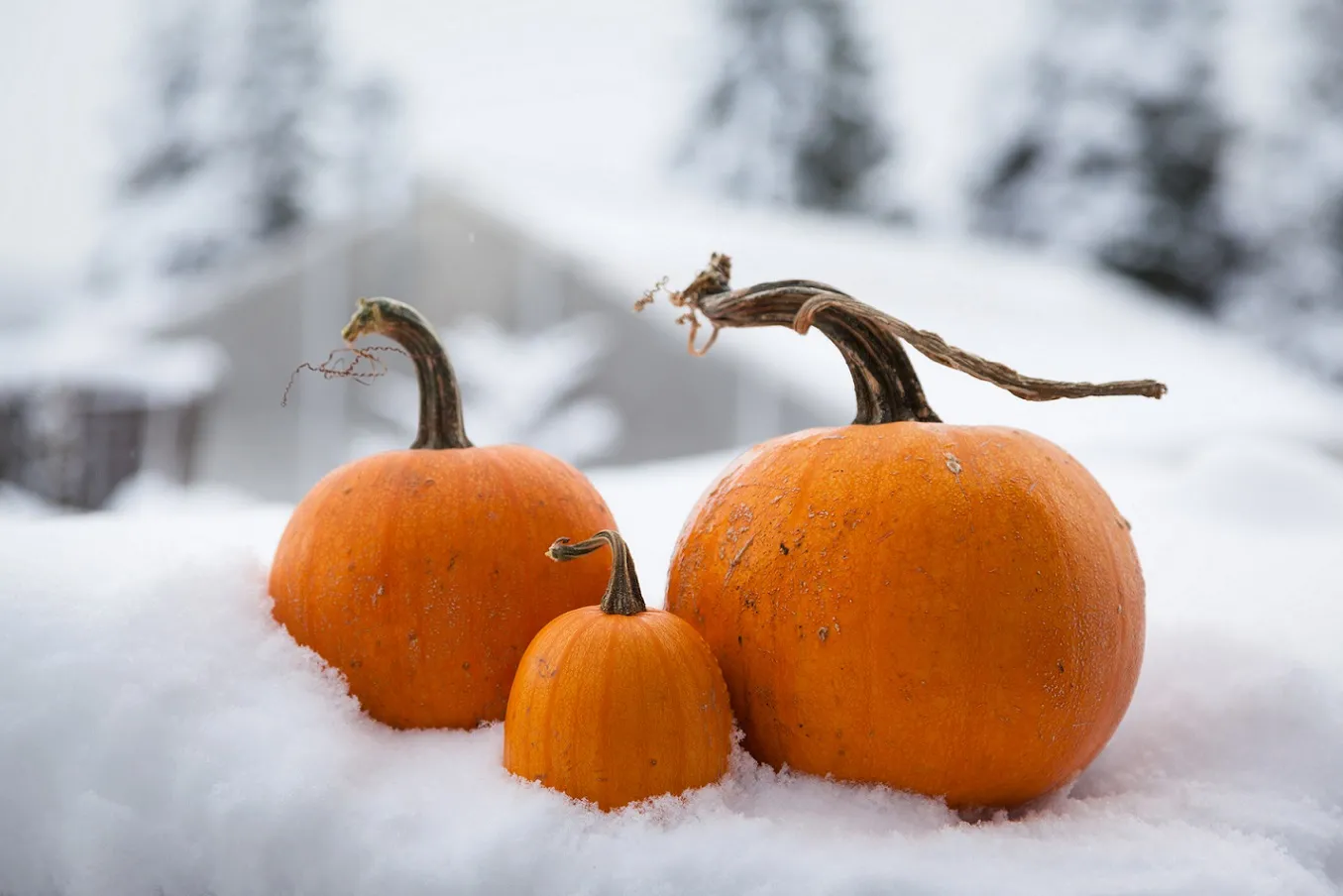 Pumpkins in the snow.